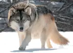 Grey wolf
